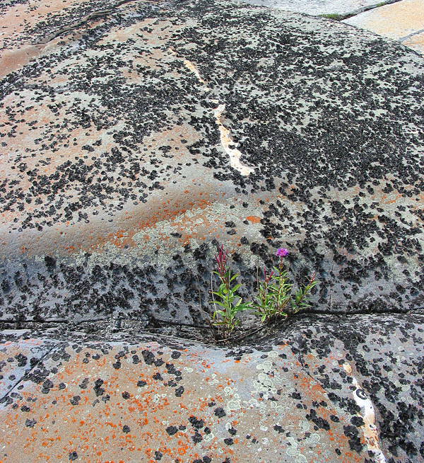 The tenacious arctic willow herb grows in crevices on the quartzite surface
