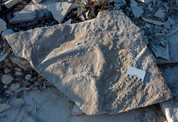 We were intrigued by this huge burrow-like structure, which was on the underside (sole) of a slab.