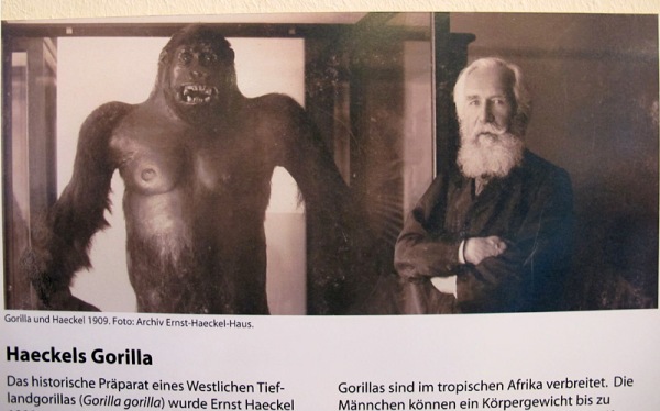 B gorilla & Haeckel