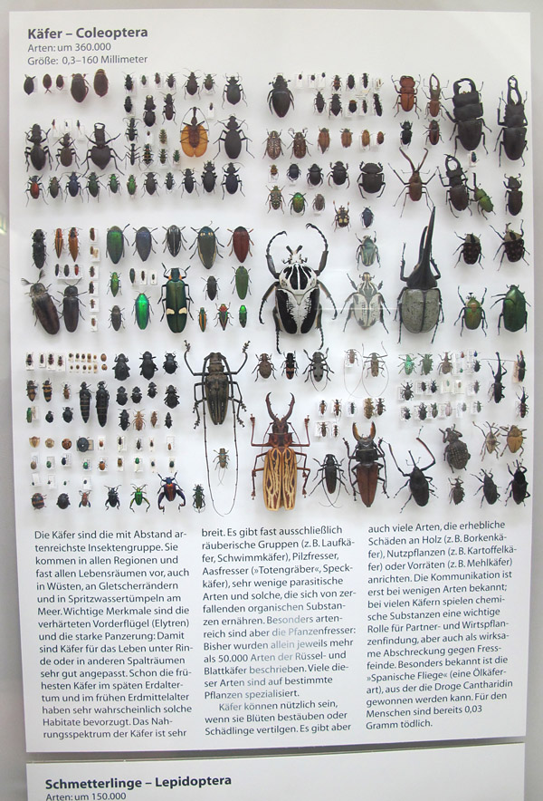 E Coleoptera