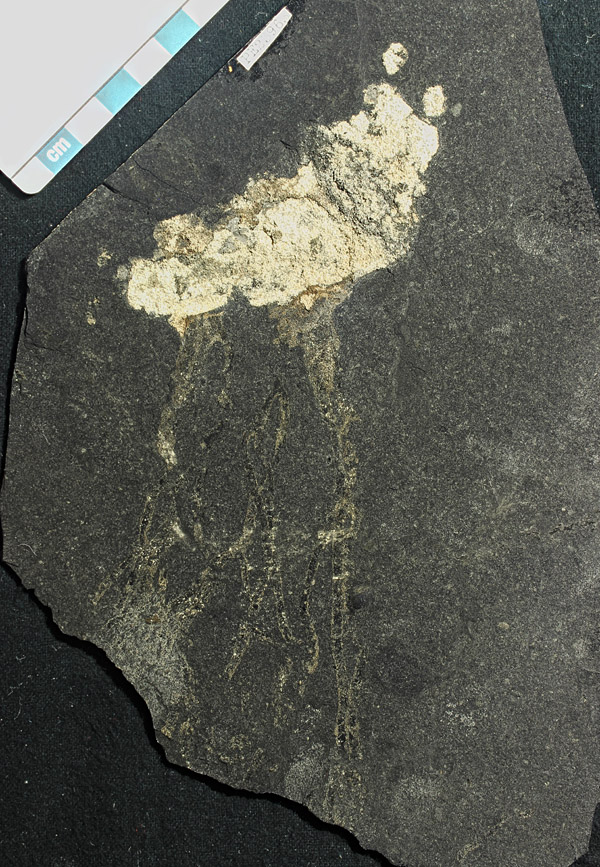 Carboniferous (Pennsylvanian) fossil jellyfish from the Mecca Shale (Field Museum of Natural History, PE23963)