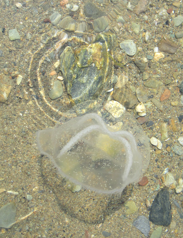 Side view shows the thick mesoglea (jelly)